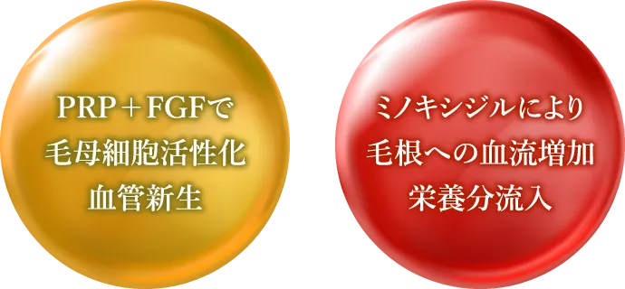 FGFで毛母細胞活性化血管新生・ミノキシジルにより毛根への血流増加栄養分流入