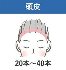 頭皮