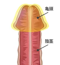 注入・再生後