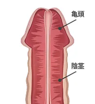 注入・再生後