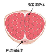 注入・再生後