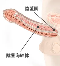 注入・再生後