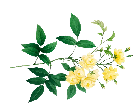 花